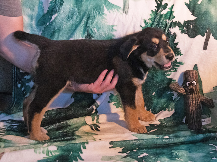chinook puppy
